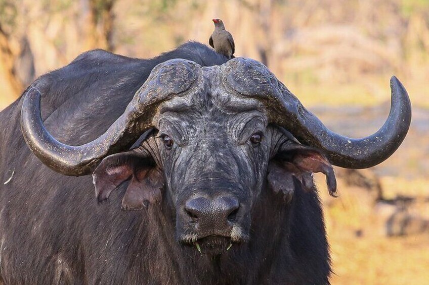 Buffalo Portrait