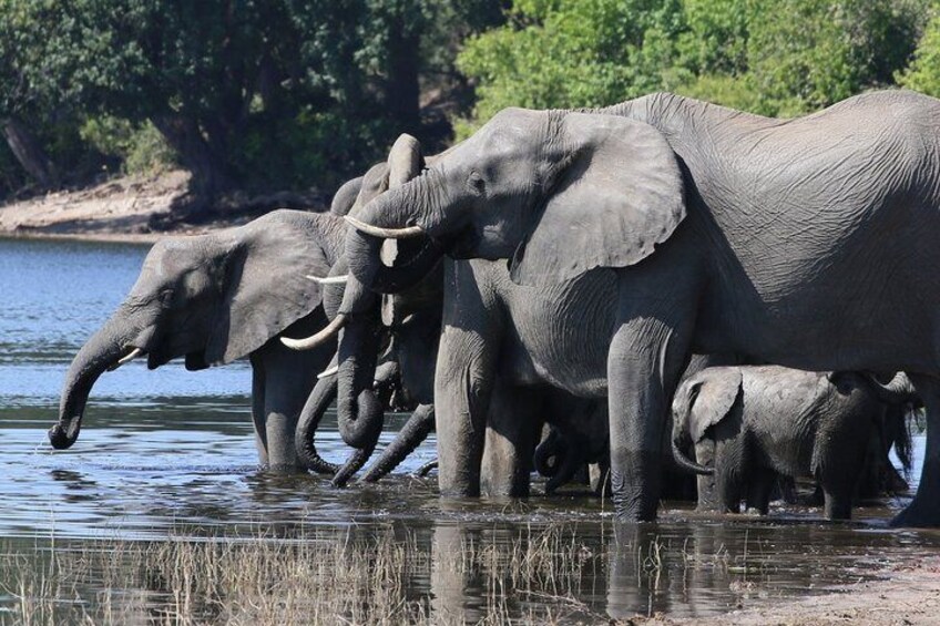 Breeding herd