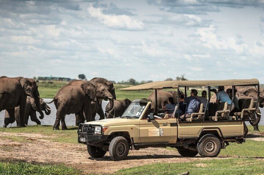 Vast amounts of Elephant are seen coming down to the river to drink 