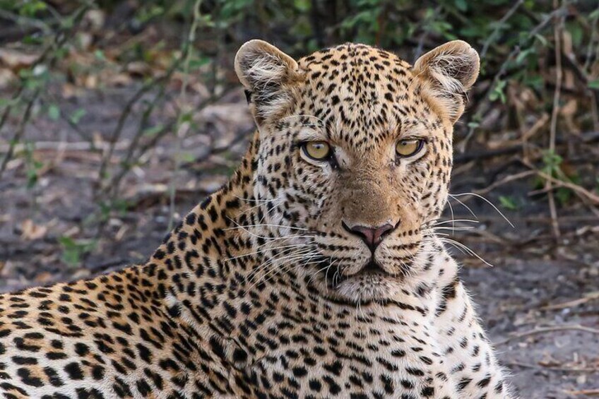 Big Tom Leopard 