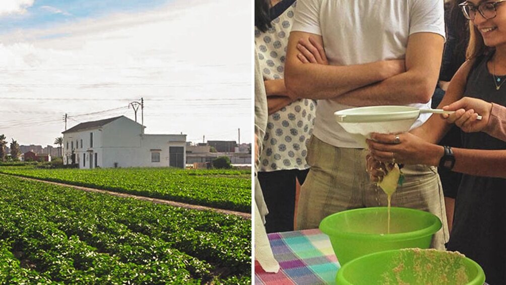 Ver elemento 1 de 5. Split photo of farmland and two women preparing Horchata drink.