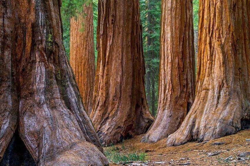 Giant Redwoods Tour Including a 4-Course Winery Lunch