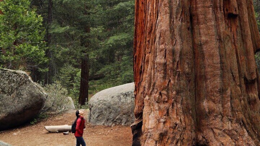 Giant Redwoods Tour Including a 4-Course Winery Lunch