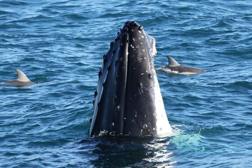Dolphin & Whale Cruise