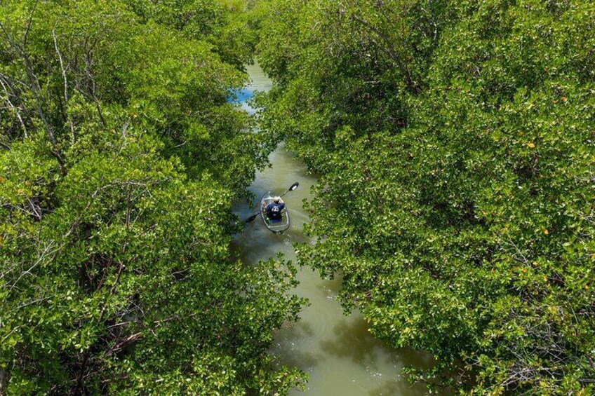 Clear Kayak Tours in Bonita Springs