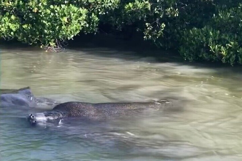 Clear Kayak Tours in Bonita Springs