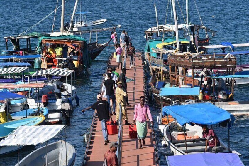 Dolphin tour by Ghalib