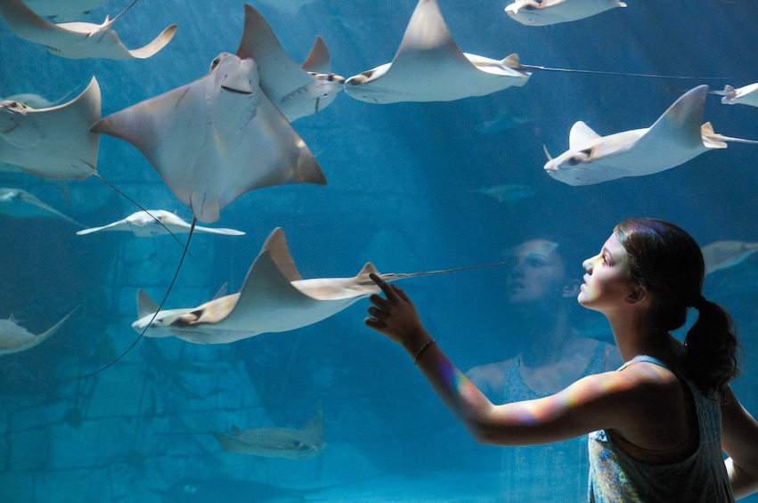 Show item 5 of 10. Woman touches the glass of the sea ray exhibit