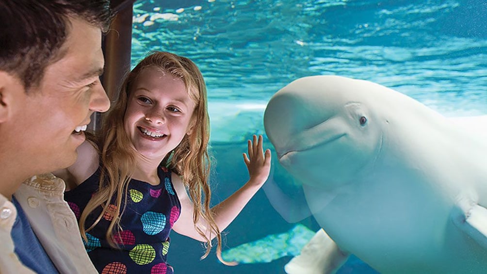 Show item 3 of 10. Father and daughter look at Beluga whale in Orlando