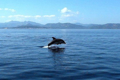 Observation of Dolphins and Snorkeling in a rubber boat in Olbia
