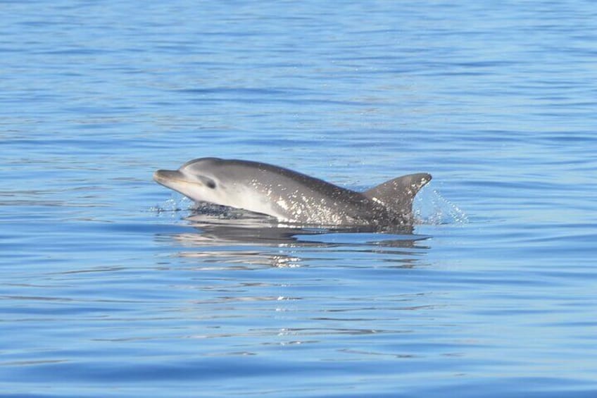 Observation of Dolphins and Snorkeling in a rubber boat in Olbia