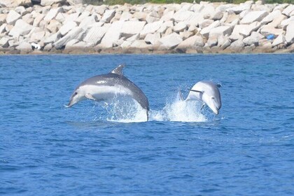 Tour to Figarolo Island with the possibility to observe dolphins