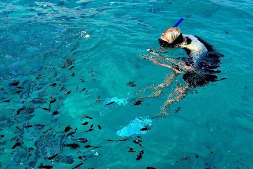 Observation of Dolphins and Snorkeling in a rubber boat in Olbia