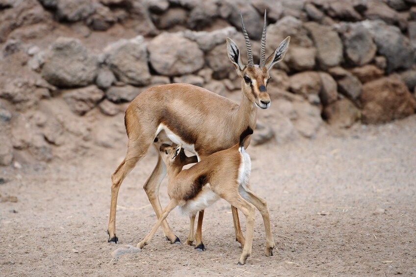 Oasis Wildlife Fuerteventura
