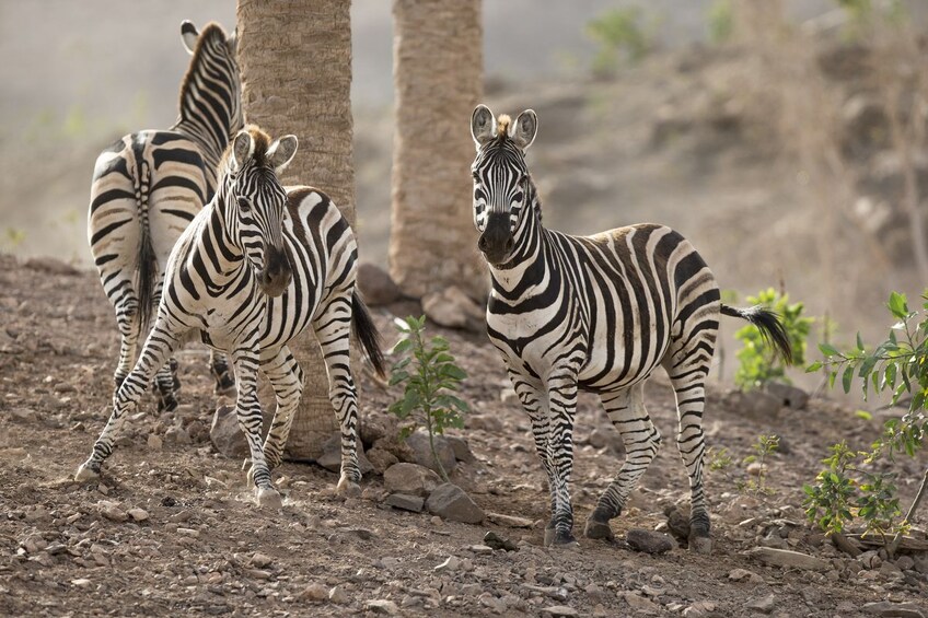 Oasis Wildlife Fuerteventura