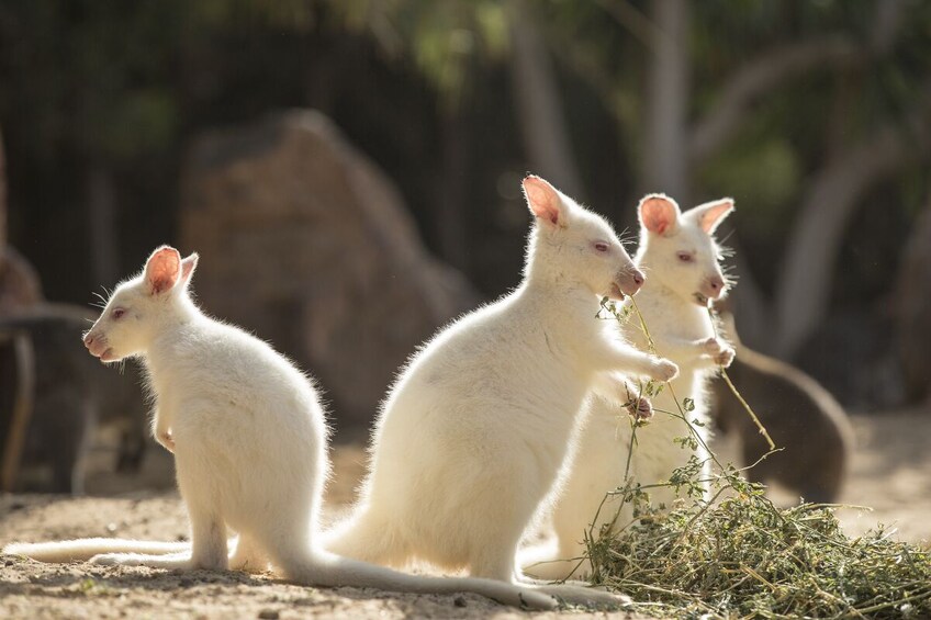 Oasis Wildlife Fuerteventura