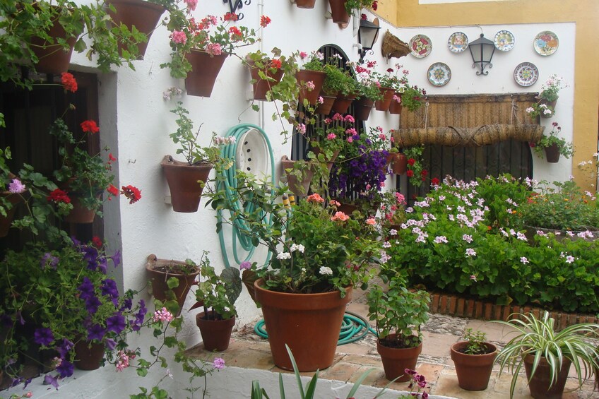 Cordoba Patios Festival Special Tour