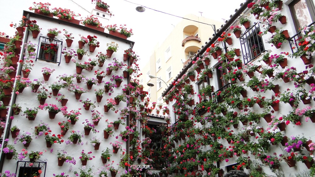 Cordoba Patios Festival Special Tour