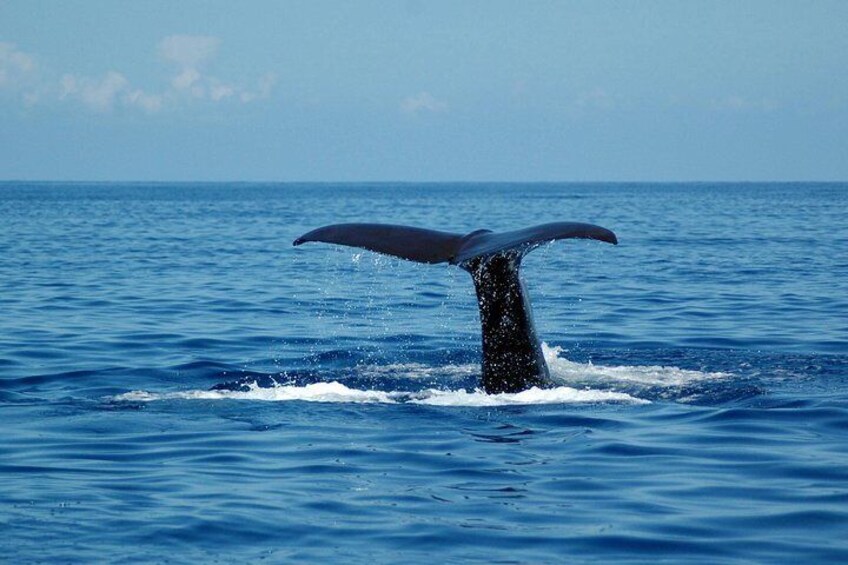 Half-day Catamaran Trip from Funchal