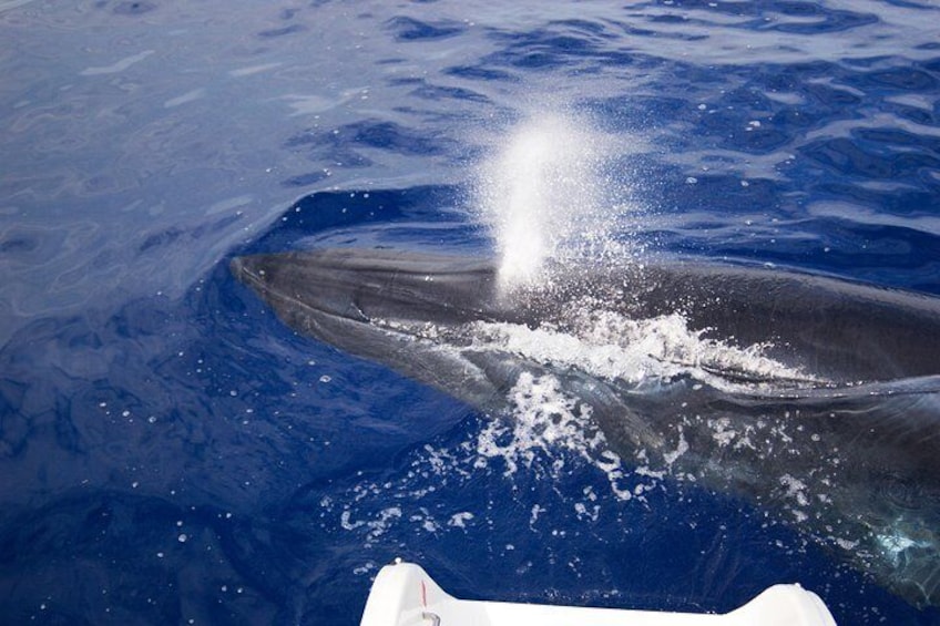 Half-day Catamaran Trip from Funchal