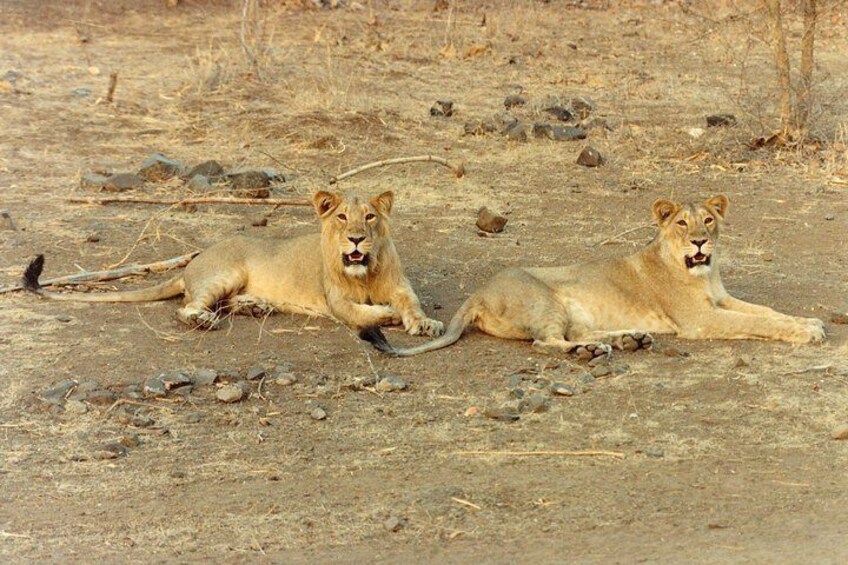 Rajkot to Gir National Park