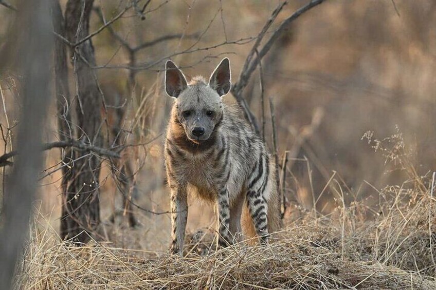 Rajkot to Gir National Park