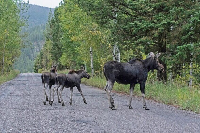 Luxury Private Grand Teton National Park Full-Day Tour