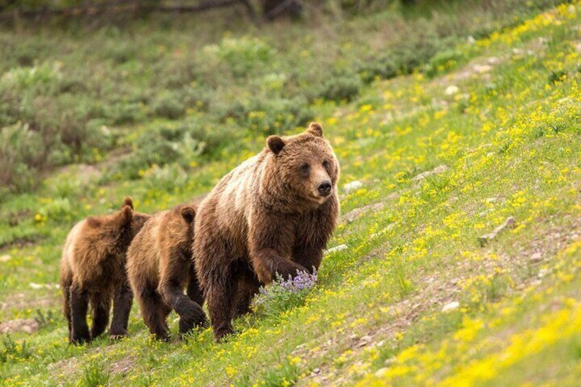 Luxury Private Grand Teton National Park Full-Day Tour