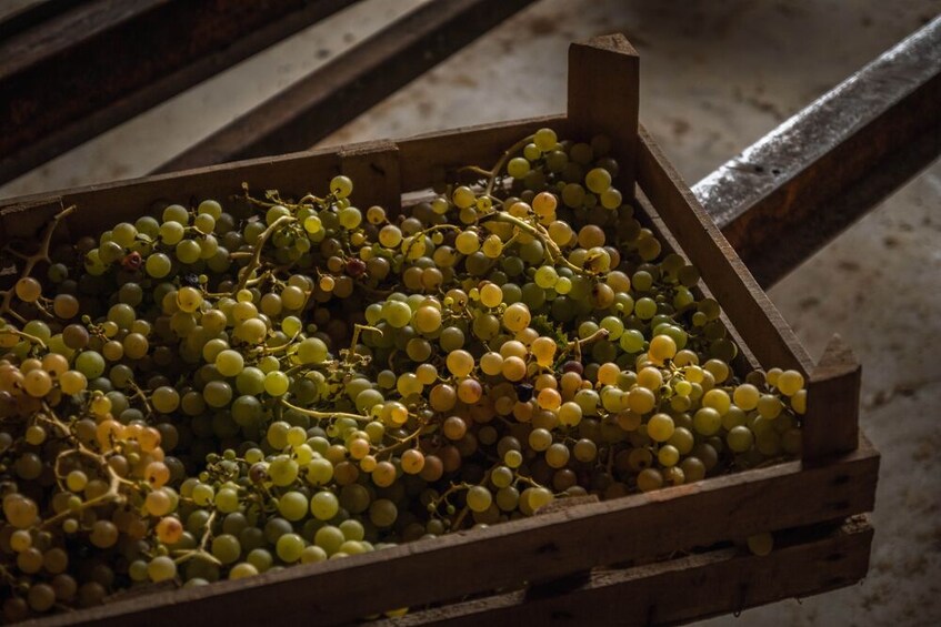 Show item 5 of 6. Wine tasting and visit to the Medieval wine cellar in Friuli