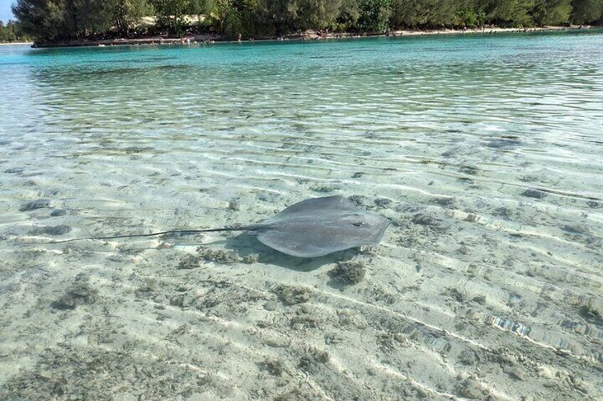 Eco guided excursion to the lagoon of Moorea in transparent kayak