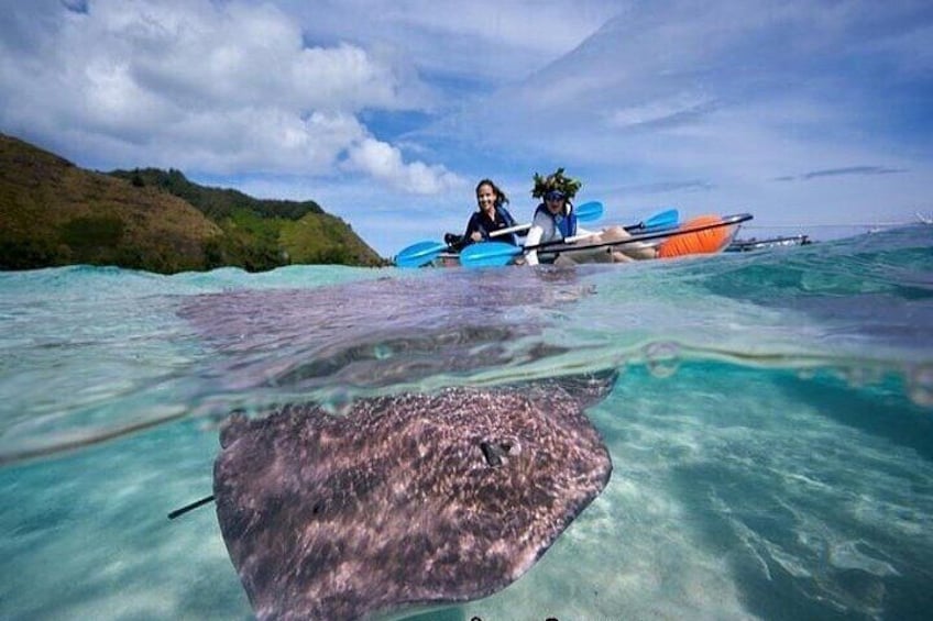 Eco guided excursion to the lagoon of Moorea in transparent kayak 1/2 day morning