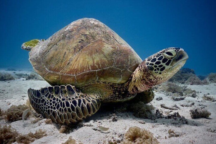 Eco guided excursion to the lagoon of Moorea in transparent kayak