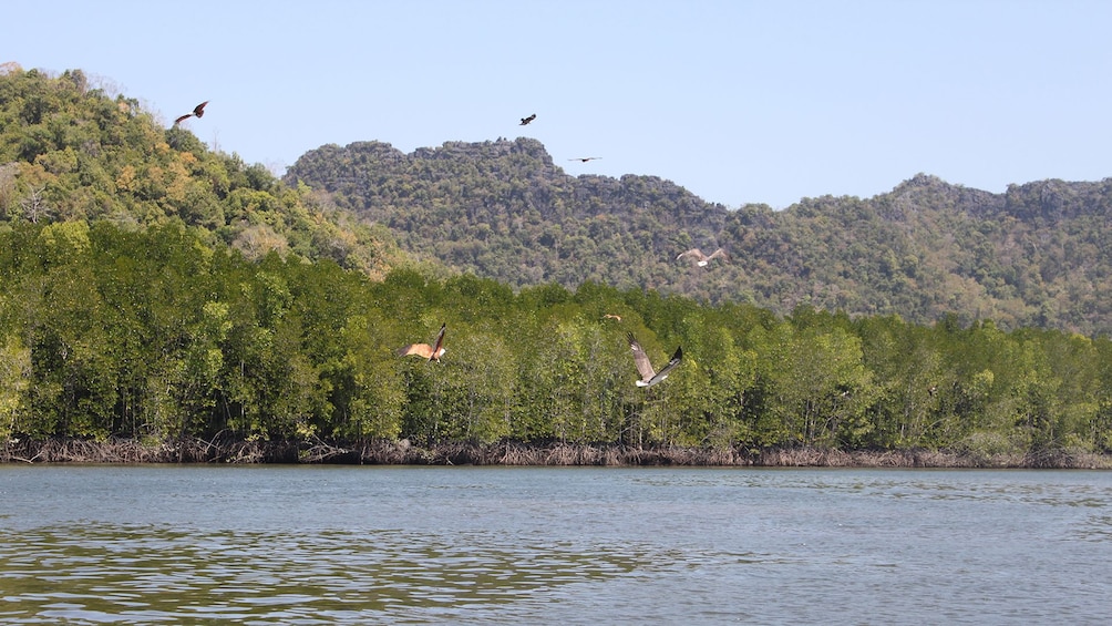 Mangrove Forest & Eagle Watching