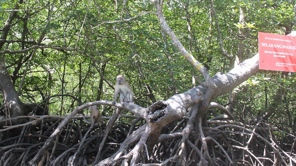 Mangrove Forest & Eagle Watching