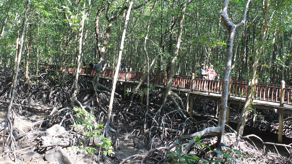 Mangrove Forest & Eagle Watching