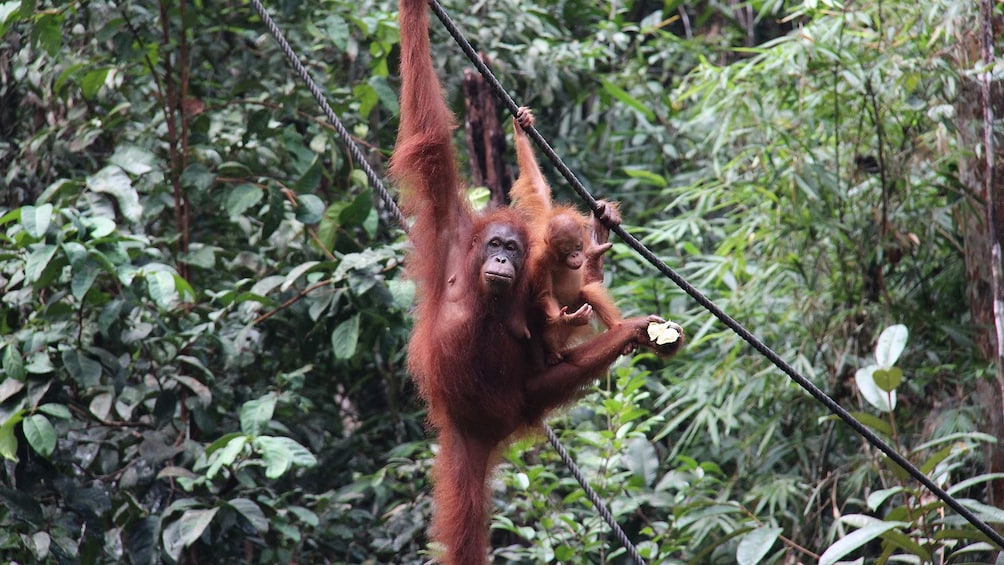 Private Semenggok Wildlife Rehab Center Tour