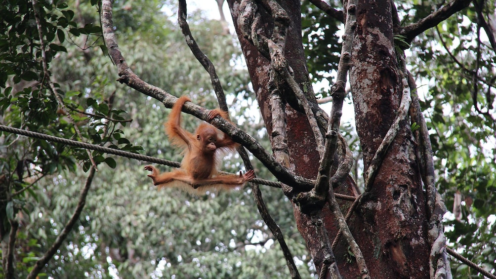 Private Semenggok Wildlife Rehab Center Tour