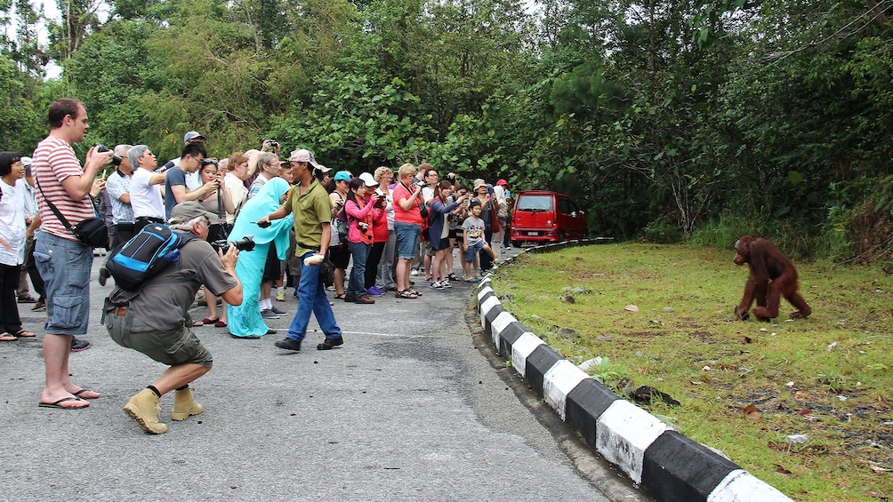 Private Semenggok Wildlife Rehab Center Tour