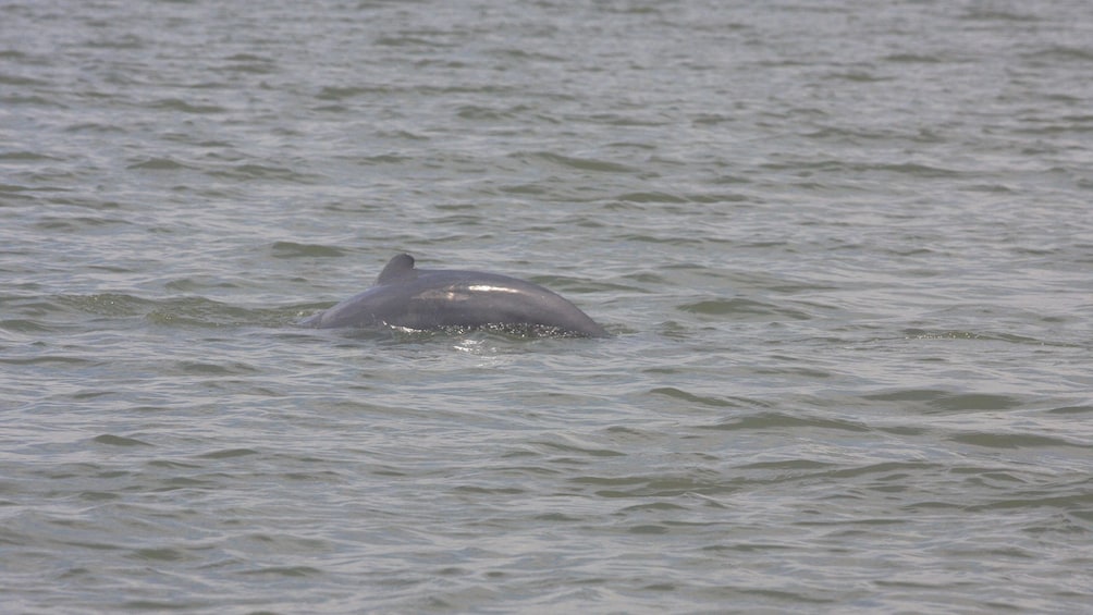 Mangrove Swamp and Irrawaddy Dolphin Watching Cruise 