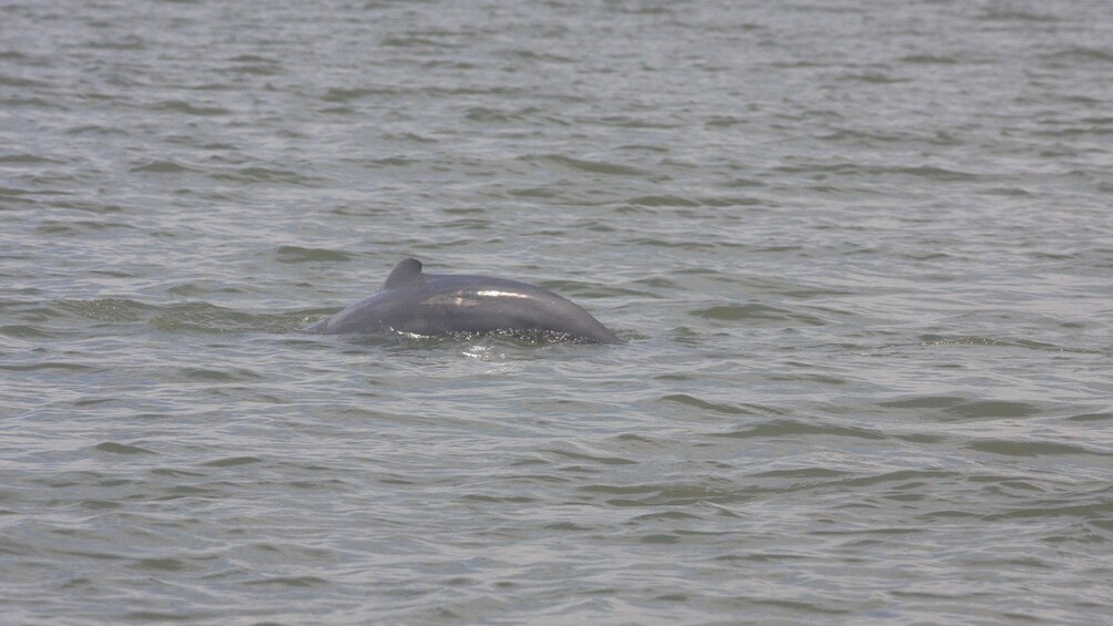 Mangrove Swamp and Irrawaddy Dolphin Watching Cruise