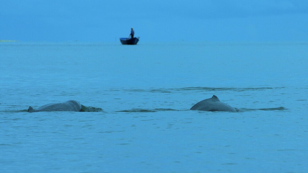 Mangrove Swamp and Irrawaddy Dolphin Watching Cruise