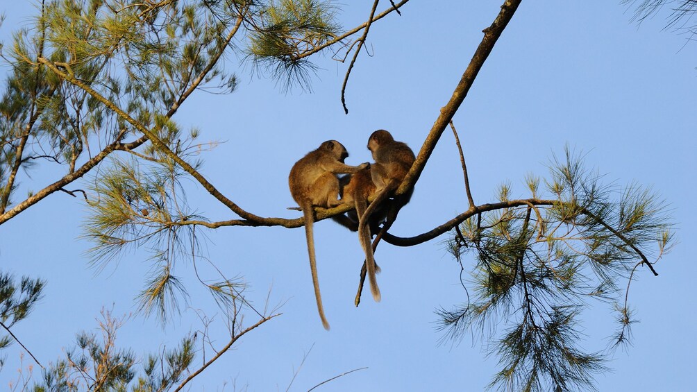 Show item 2 of 7. Private Bako National Park with Lunch