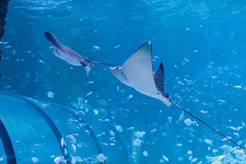 The National Aquarium Abu Dhabi