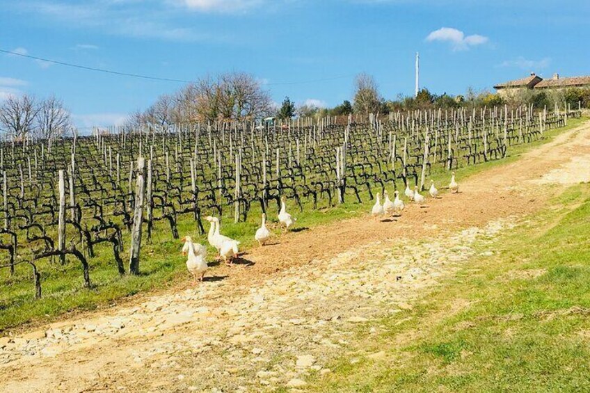 Wine Tasting in Tuscany