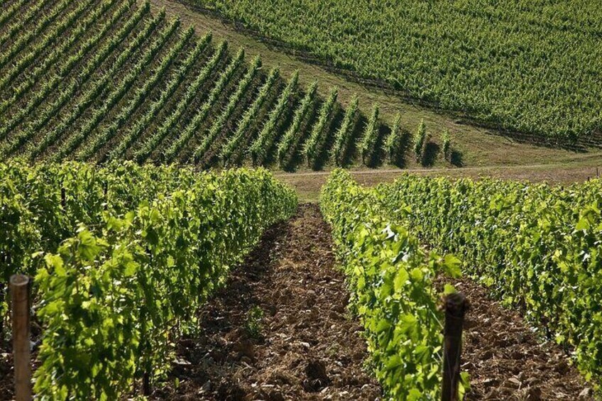 Wine Tasting in Tuscany