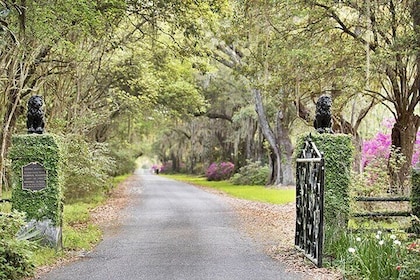 Private Half Day Tour of Middleton Place & Drayton Hall Tour including Box ...