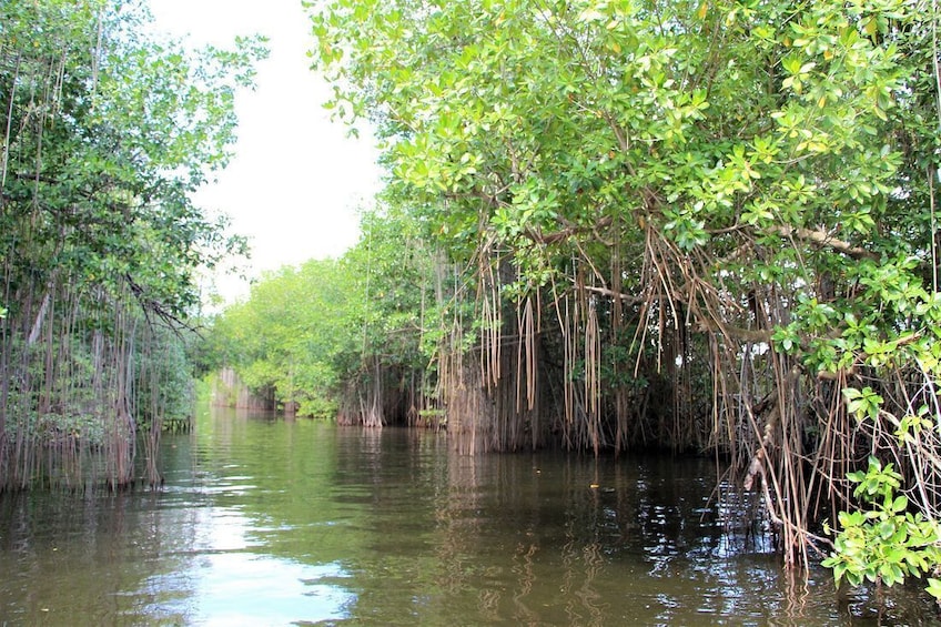 YS Falls, Black River Safari & Pelican Bar with Lunch