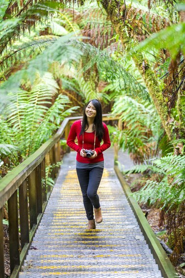 Otway Fly Treetop Walk 