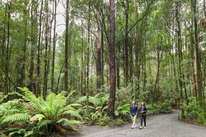 Otway Fly Treetop Walk 