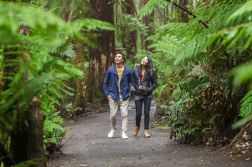 Otway Fly Treetop Walk 